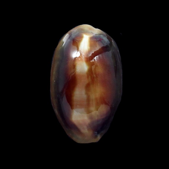ventriculus 37,0mm DWARF
