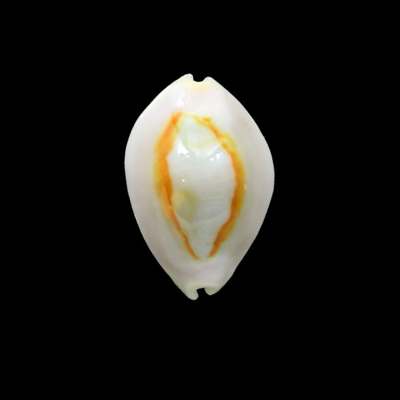 annulus 28,mm ROSTRATE