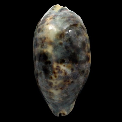 testudinaria 128,0mm