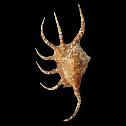 pilsbri 220,0mm big