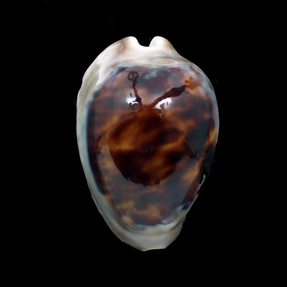 venusta episema 59,0mm