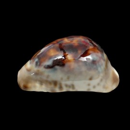 venusta episema 59,0mm