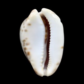 venusta episema 59,0mm