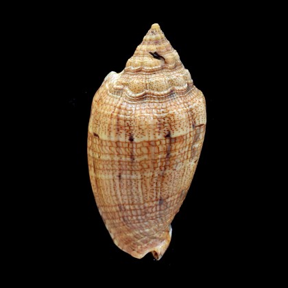 demarcoi 90,4mm SUPERB