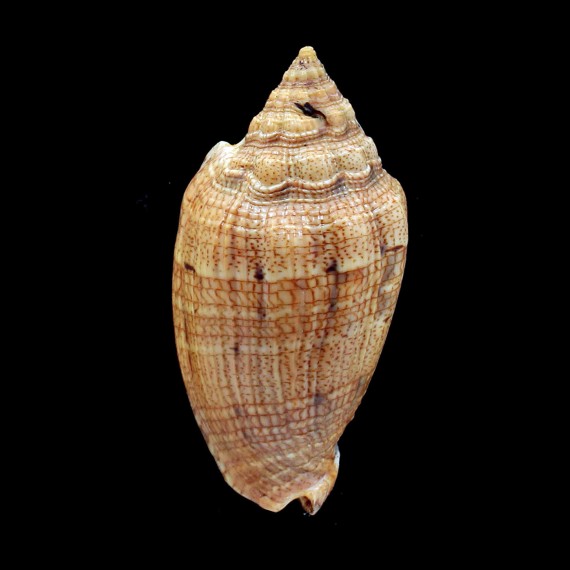 demarcoi 90,4mm SUPERB