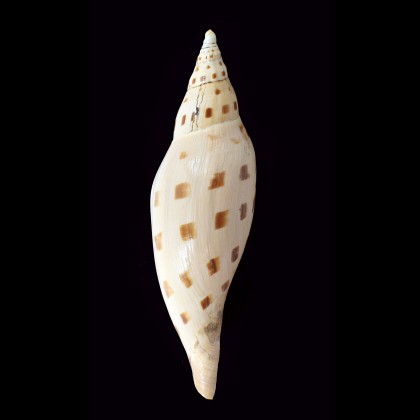 dubia kieneri 163,0mm BIG