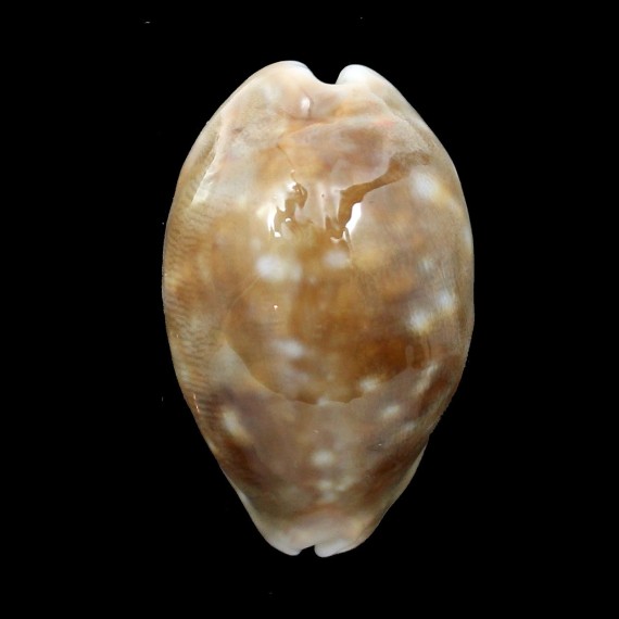 vitellus 48,0mm ROSTRATE