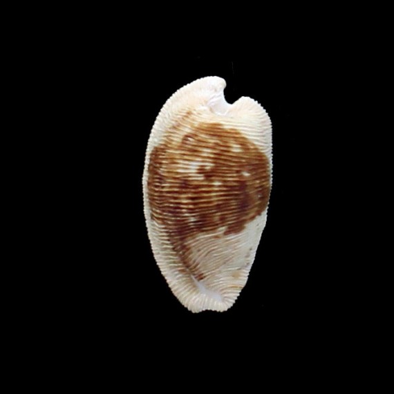 capensis 30,0mm