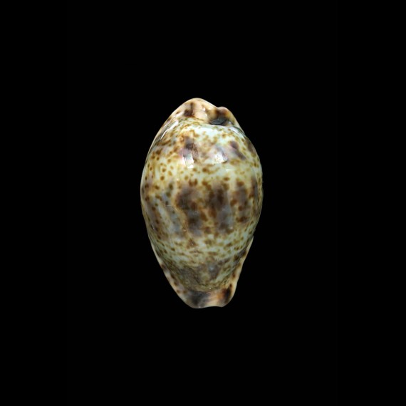 lentiginosa 32,4mm