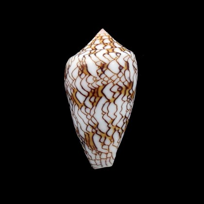 textile vauberti 39,3mm RARE