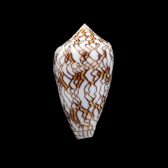 textile vauberti 39,3mm RARE