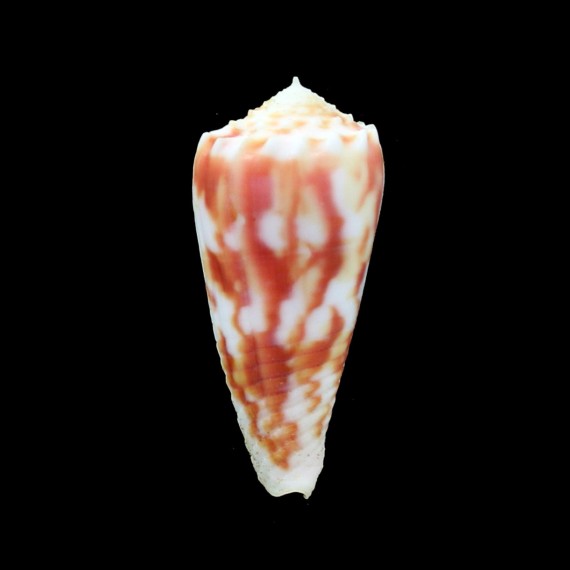 moluccensis merleti 46,0mm