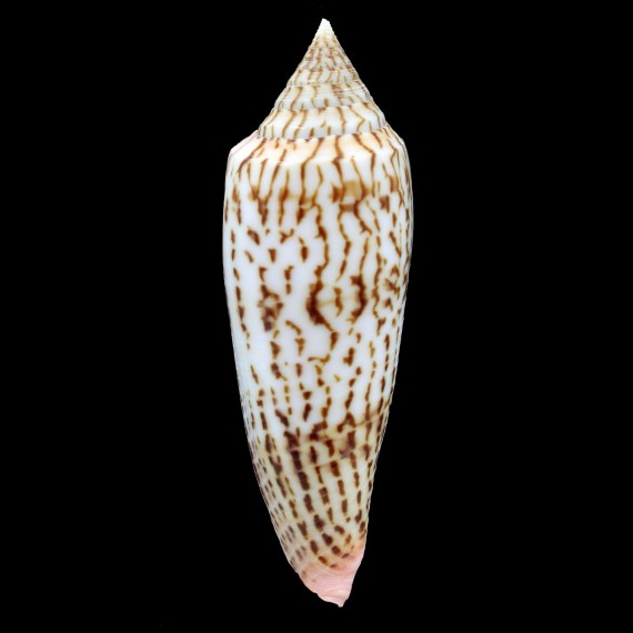ranonganus 100,0mm