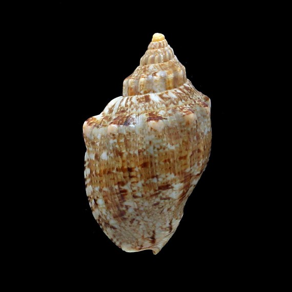 africana 64,4mm