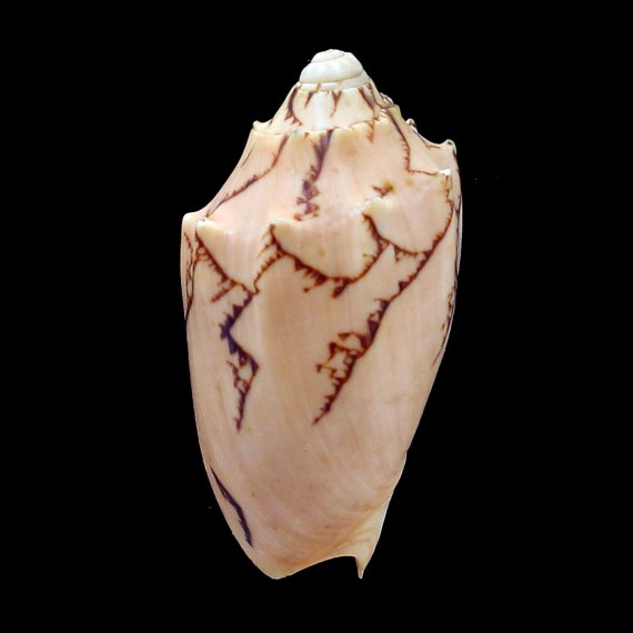 vespertilio 67,4mm SUPERB