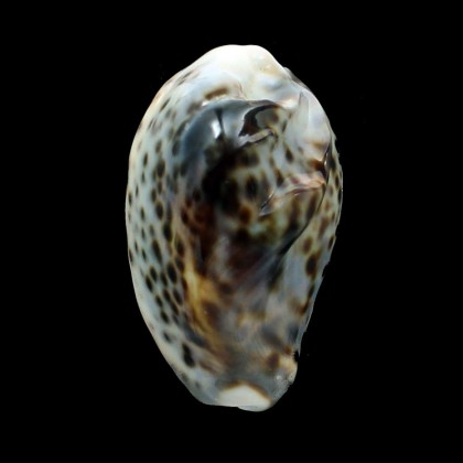 tigris 65,0mm FREAK