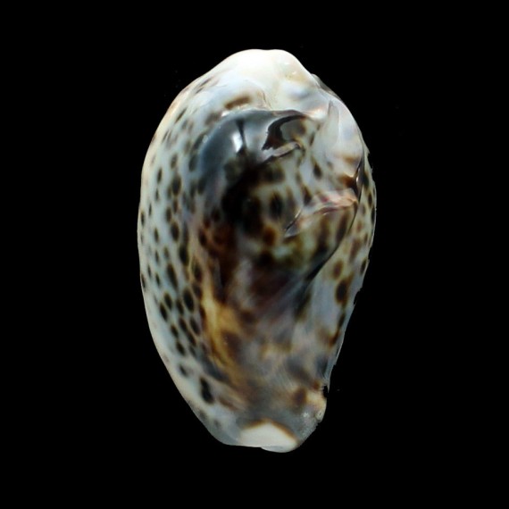 tigris 65,0mm FREAK
