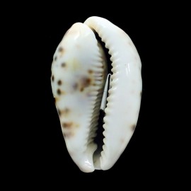 tigris 65,0mm FREAK