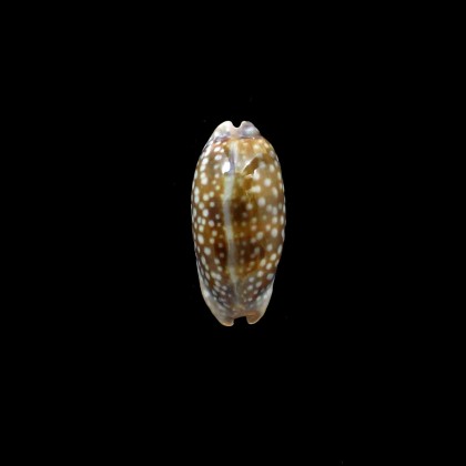 cervinetta 55,8mm DWARF