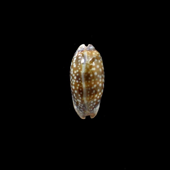 cervinetta 55,8mm DWARF