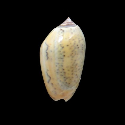 incrassata burchora 49,0mm