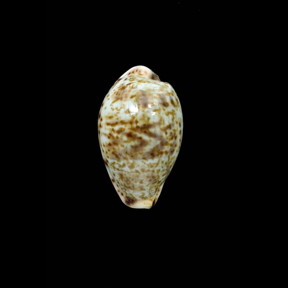 lentiginosa 32,4mm