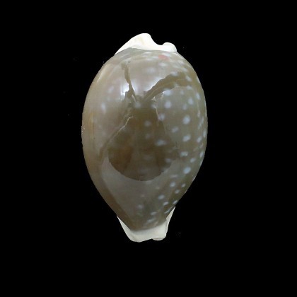 camelopardalis 54,8mm DARK