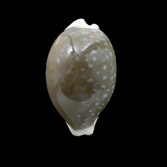 camelopardalis 54,8mm DARK