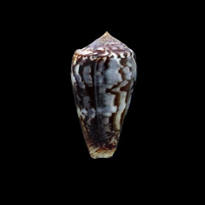 monachus 46,0mm
