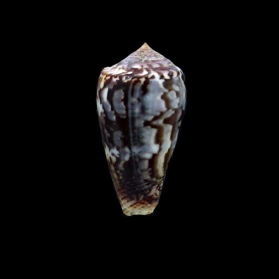 monachus 46,0mm