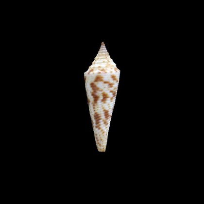 hopwoodi 32,0mm SOLOMON