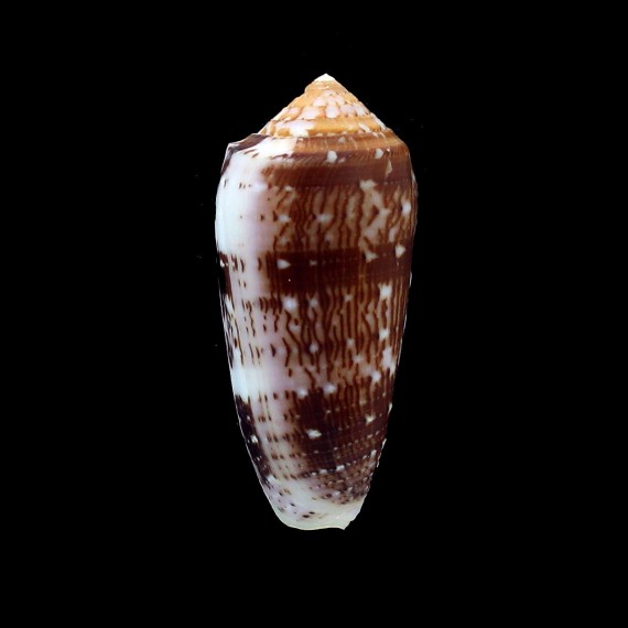 floccatus 71,0mm BIG
