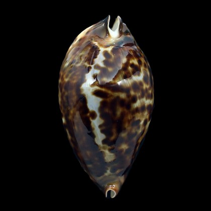 friendii 90,0mm