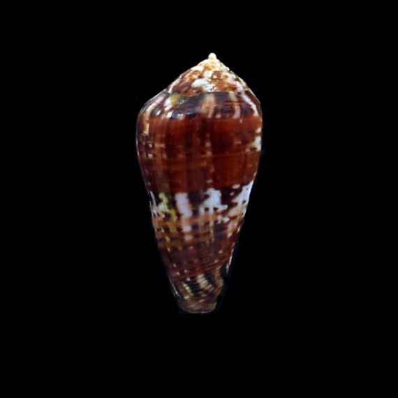 mozambicus lautus 42,0mm