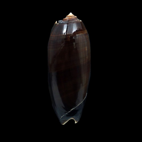 miniacea marrati 79,0mm