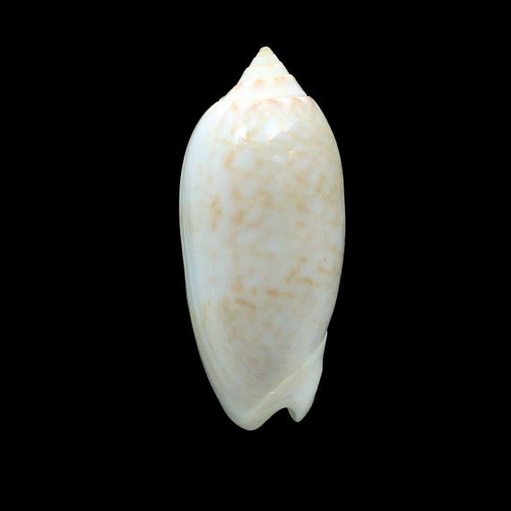 fulgurator aldinia 63,8mm BIG