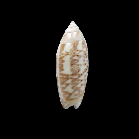 multiplicata 34,0mm