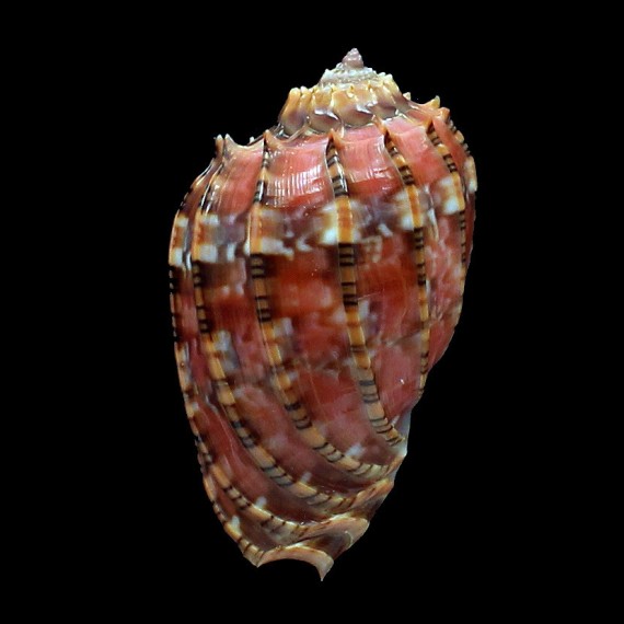 harpa 53,3mm COLORFUL
