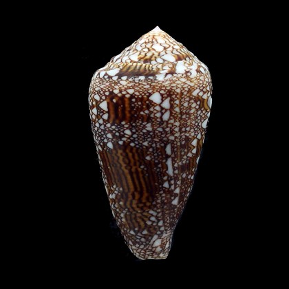 dalli 61,0mm BIG