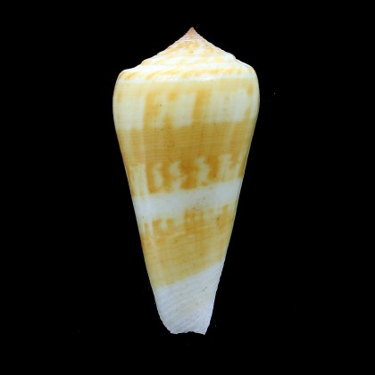 consors anceps 85,5mm