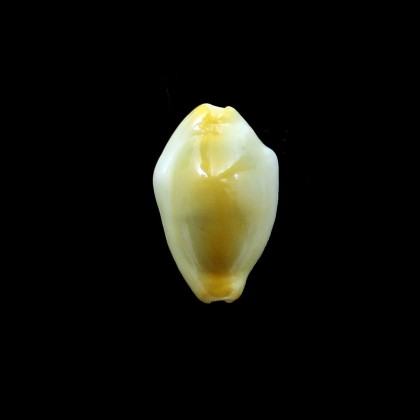 moneta 34,0mm