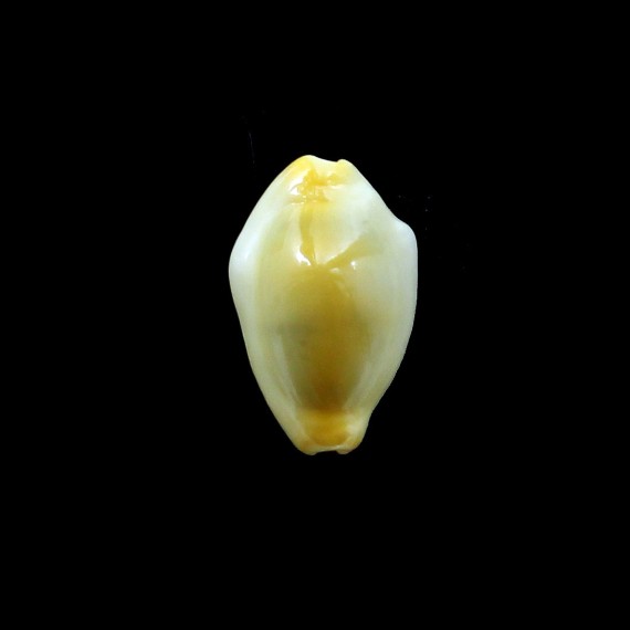 moneta 34,0mm