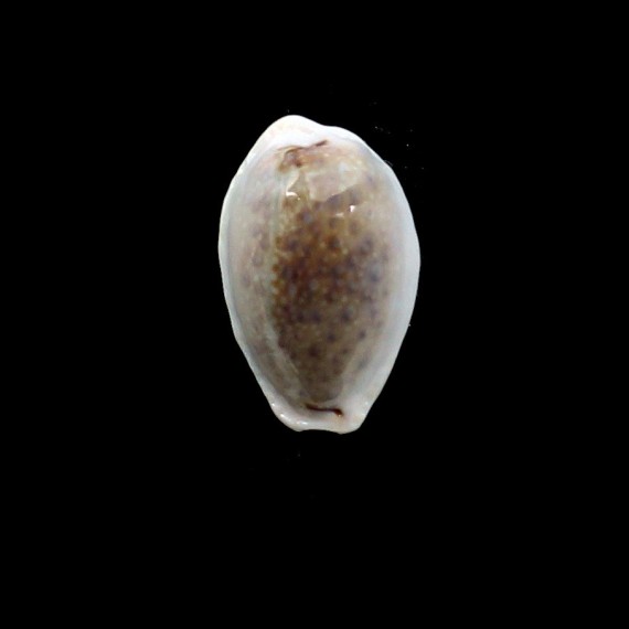 boivinii 31,0mm DARK COLOR
