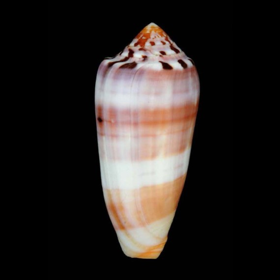 circumcisus brazieri
