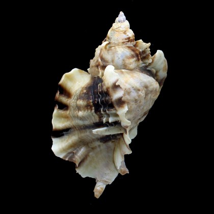 burnetti coreanica 91,0mm