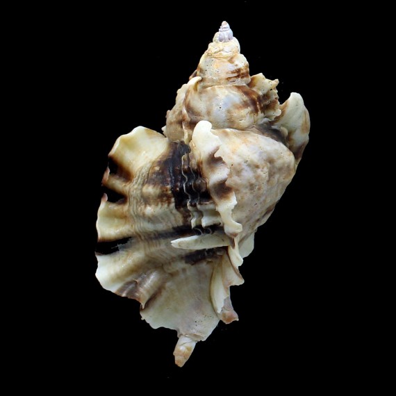 burnetti coreanica 91,0mm
