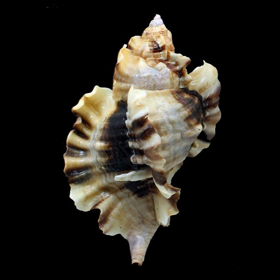 burnetti coreanica 94,0mm BIG