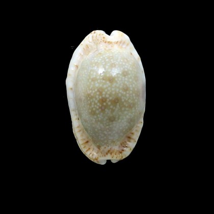 erosa chlorizans 39,0mm NR