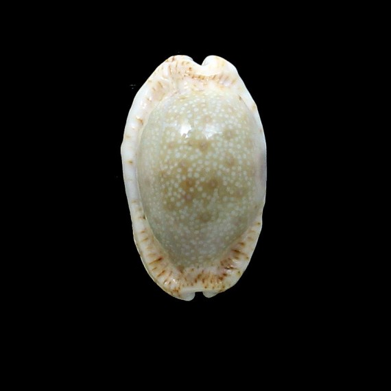 erosa chlorizans 39,0mm NR