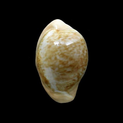fuscorubra 37,0mm BIG